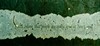 Ann Frank (600x275, 58.5 kilobytes)